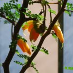 SOPHORA PROSTATA - the bonsai plant