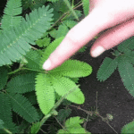 MIMOSA PUDICA - the sensitive plant
