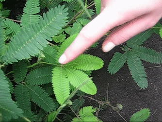MIMOSA PUDICA - the sensitive plant