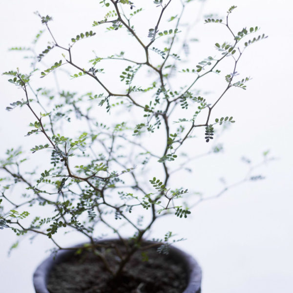 SOPHORA PROSTATA - the bonsai plant