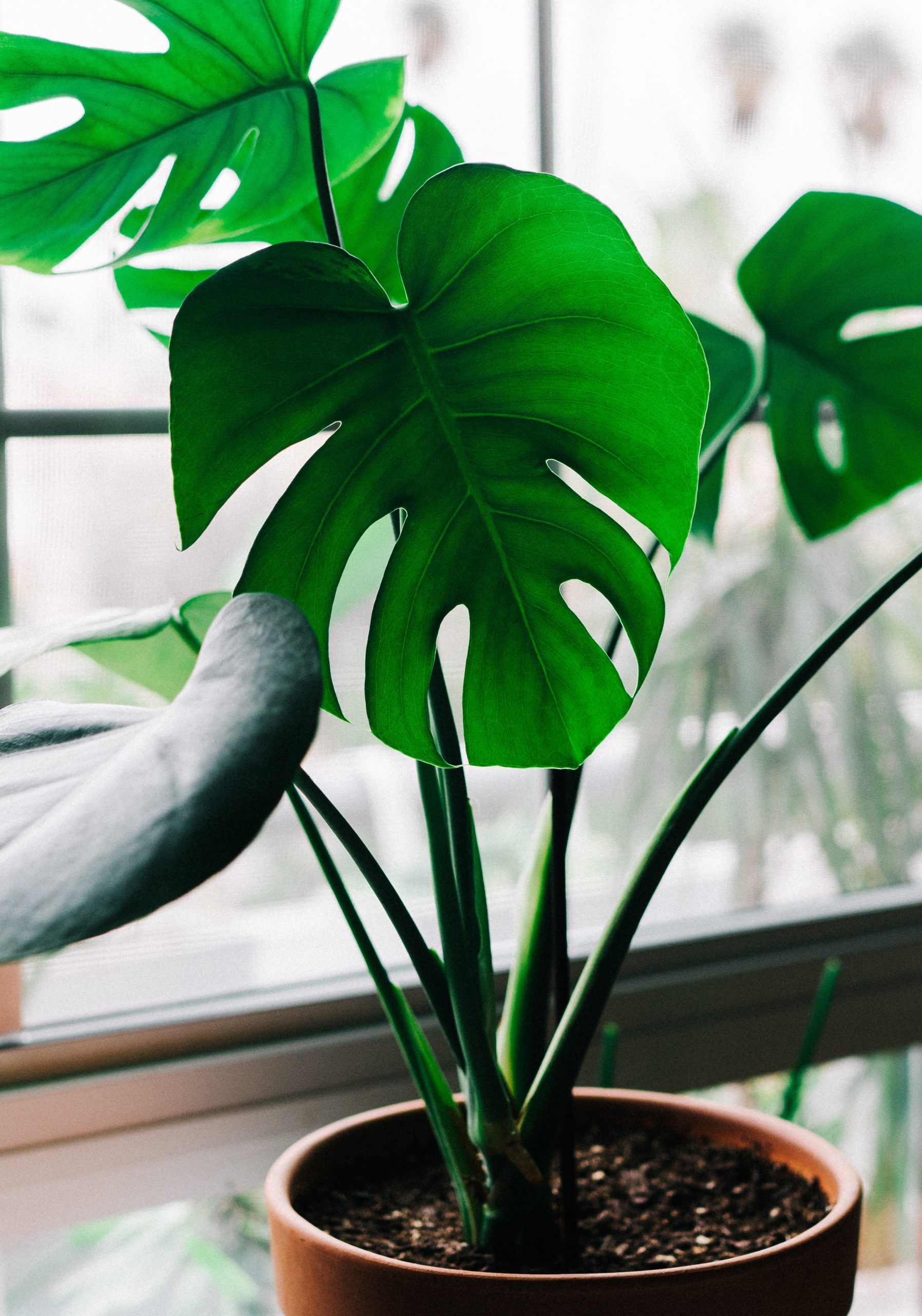 MONSTERA DELICIOSA - la plante géante