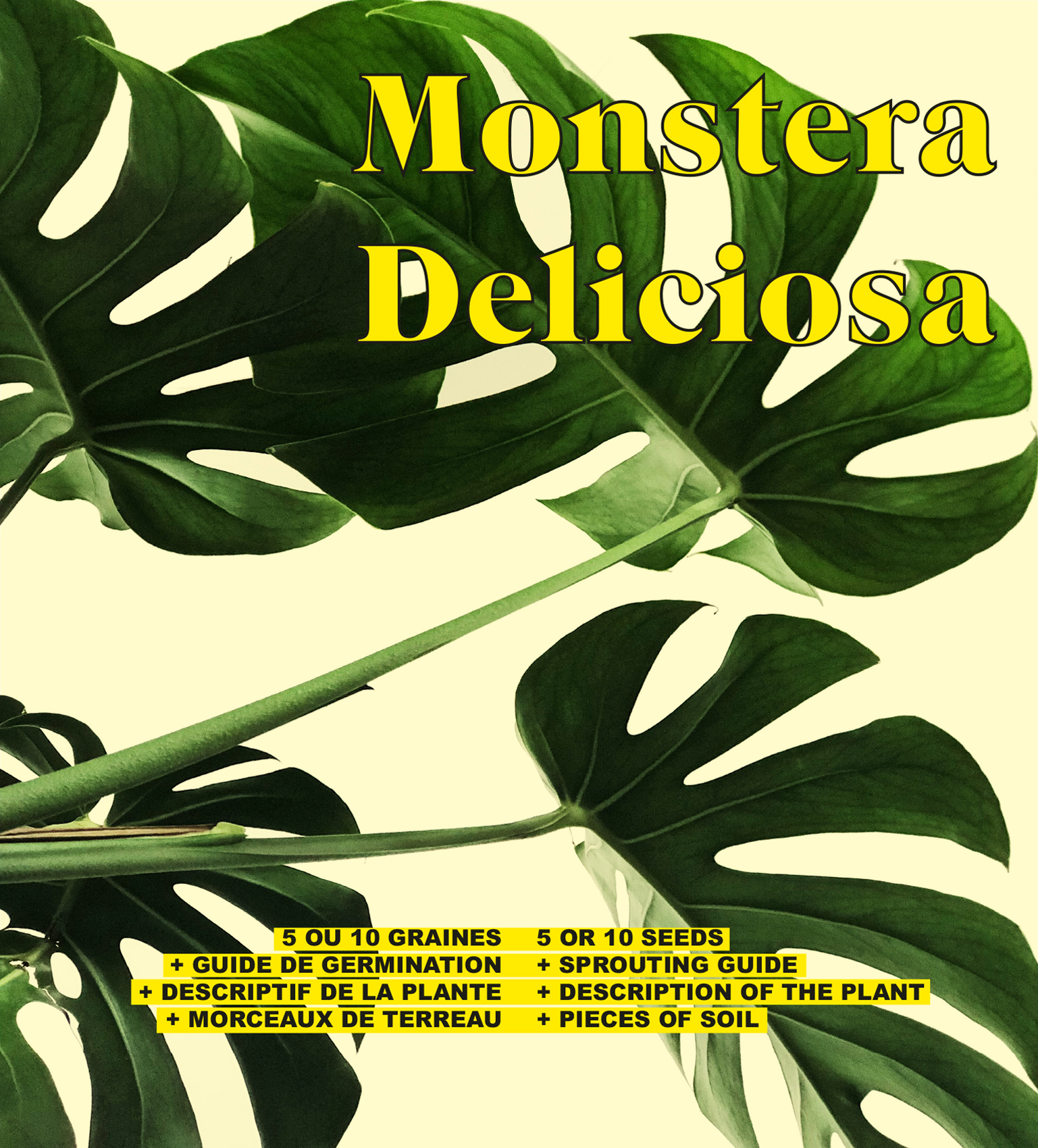 Monstera Deliciosa - GRAINES - SEEDS - PROFESSEUR BULK